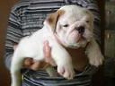 cute mooie engels bulldog puppy voor adoptie