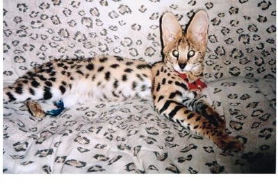 Himalaya, Perzische en Savannah F1 tot F5 kittens van verschillende leeftijden.