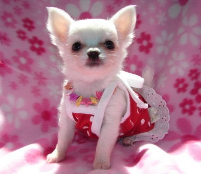 mannelijke en vrouwelijke chihuahua pups