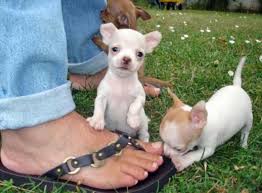 Mini chihuahua pups