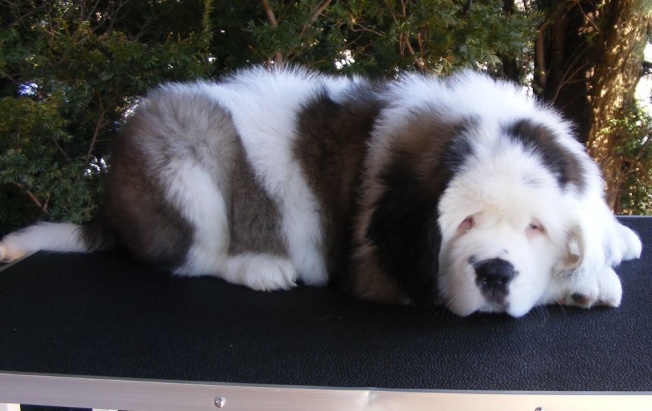 Uitstekende KC Reg St.Bernard Puppies