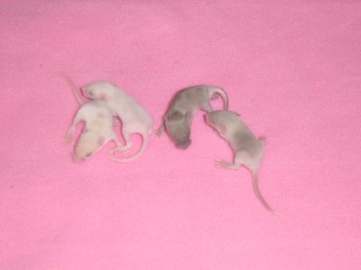 Siermuisjes zilveragouti