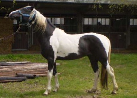 Homozygoot pintabian ter dekking