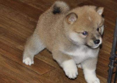 Aanhankelijk Shiba Inu pups voor adoptie.