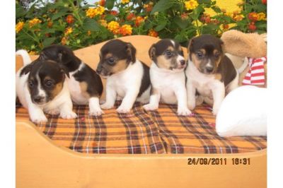 mooie jack russel pups