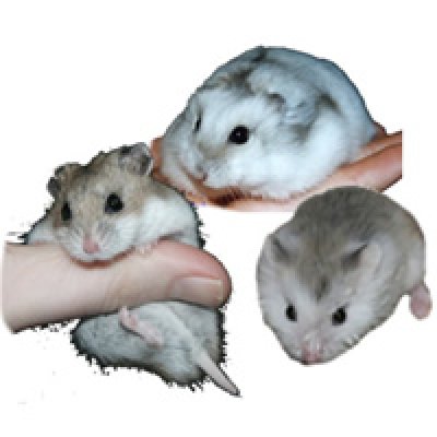 Opnieuw jonge knaagdiertjes!