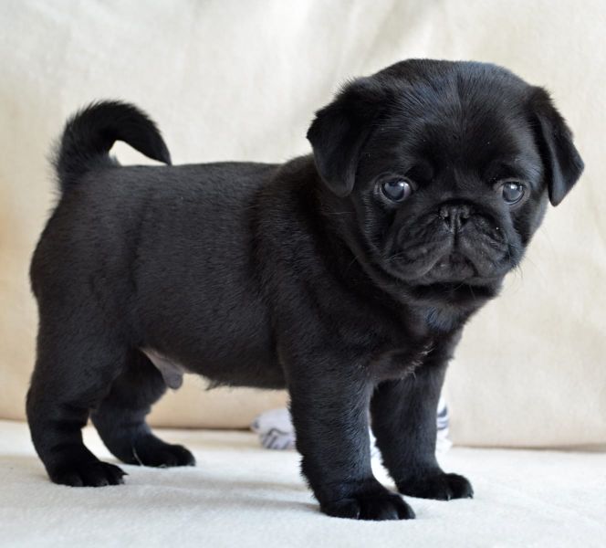 Supermooie mops pups! 