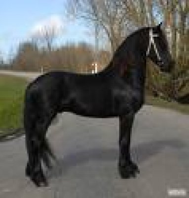  mijn krachtige Friese ruin voor adoptie