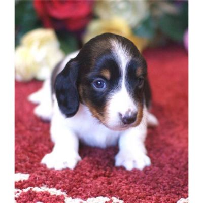 Miniatuur Teckels te koop