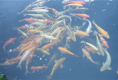 Kois & steuren vanaf 30 euro per kg