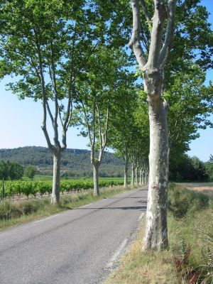 Vakantiewoning Lilliputienne op Parc le Duc in Zuid Frankrijk te huur