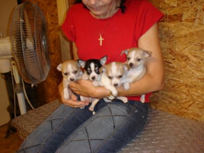 chihuahua pups voor adoptie