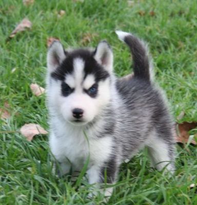 De Siberische Husky is erg intelligent en trainbaar