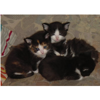 Particuliere verkoop van schattige kruisingskittens!