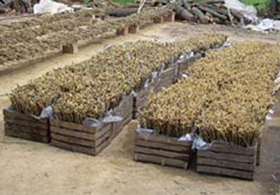 Ik bied een service manual enten van fruitbomen