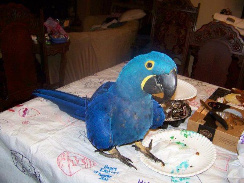 Hyacinth Macaw aangenomen