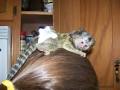 Baby marmoset apen voor adoptie