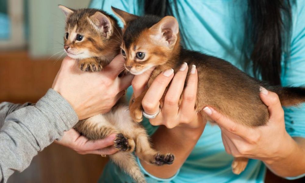 Servals, caracal, savanne - Goedkope, beste kwaliteit