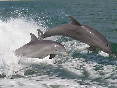 GOEDE DARMSPOELING-THERAPIE...en niet te duur