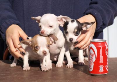 Beschikbaar chihuahua pups