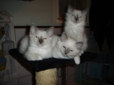 Te koop:Heilige Birmanen(kittens)