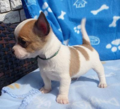 Zindelijk chihuahua pups voor adoptie