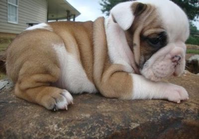 Adorable Engels Bulldog pups voor adoptie