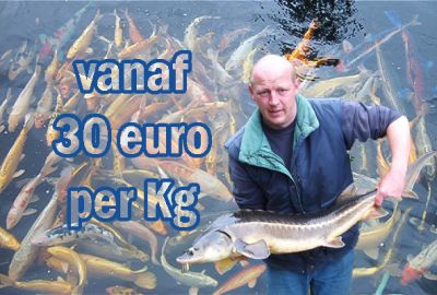 Kois en steuren vanaf 30 euro per kg