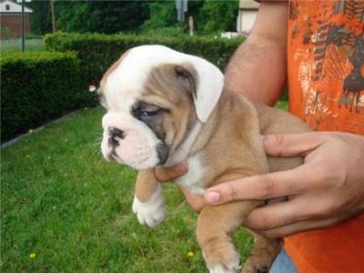 Gezonde mannelijke en vrouwelijke Engels bulldog puppies