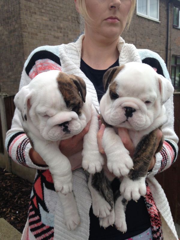 Engels Bulldog pups