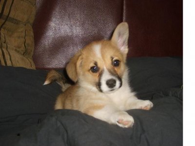 pups verwacht welsh corgi pembroke