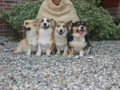 pups verwacht welsh corgi pembroke