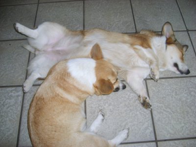 pups verwacht welsh corgi pembroke