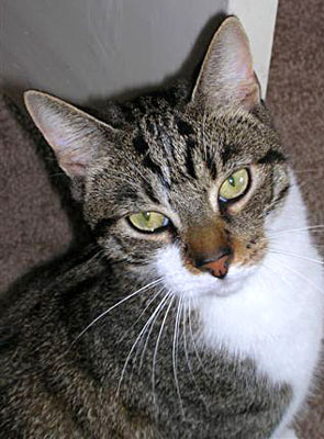 Kattenbescherming Nederland zoekt gast gezinnen