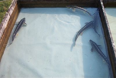 Kois en steuren vanaf 30 euro per kg