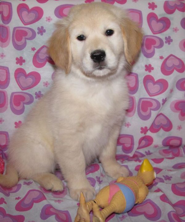  5 golden retriever puppies