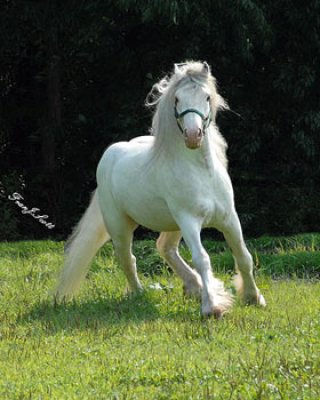 White Gypsy Mare te koop