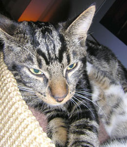 Kattenbescherming Nederland zoekt gast gezinnen