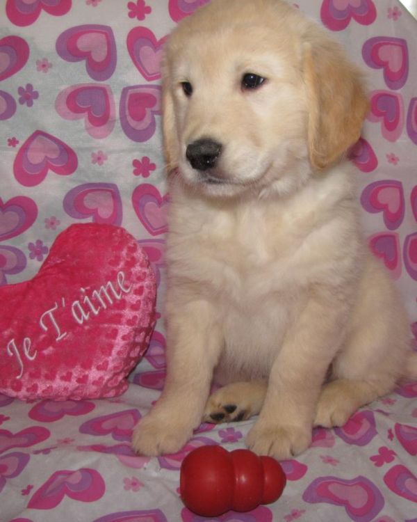  5 golden retriever puppies