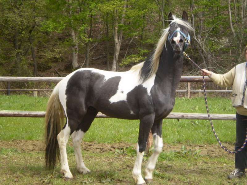 Homozygoot pintabian ter dekking aangeboden