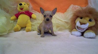Drie Mooie Chihuahua pups Toy