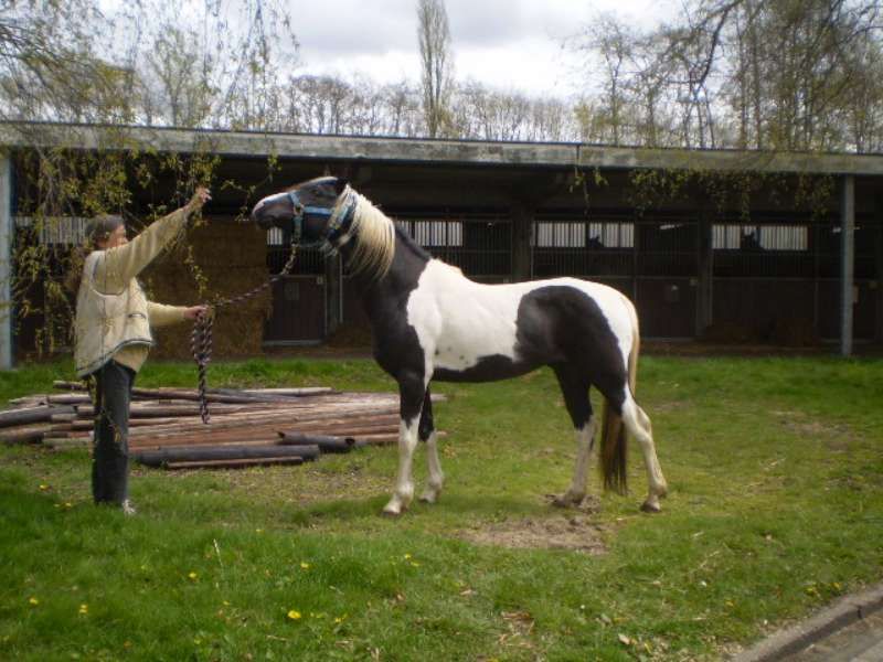 Homozygoot pintabian ter dekking voorgesteld