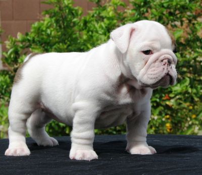 Leuk en Adorable Engels Bulldog pups voor adoptie.