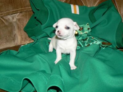 Schattige Chihuahua puppy's te koop..!!!! Direct op te halen