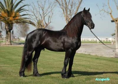 Geregistreerd Friesian Paard voor goedkeuring