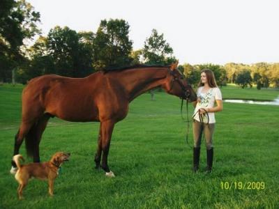Nederlandse warmbloed paard te koop.