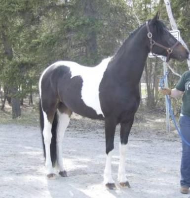 Nederlandse warmbloed paard te koop.