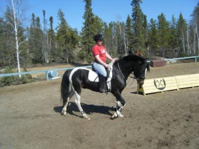 Nederlandse warmbloed paard te koop.