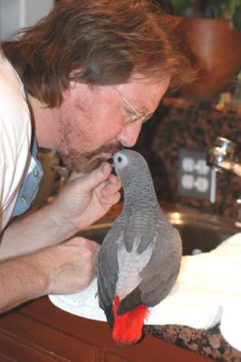 papegaaien en papegaai eieren nu beschikbaar.