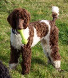 Verwacht: Unieke HARLEKIJN KONINGS POEDEL PUPS